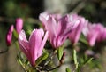 Summer flower Dogwood blooms in Oregon