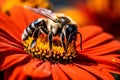 Orange flower pollination insect bee nature blossom Royalty Free Stock Photo