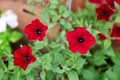 Summer flower garden in the garden - flowers red petunia Royalty Free Stock Photo