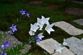 Summer flower at Japanese garden, Kyoto Japan Royalty Free Stock Photo