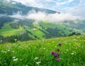 Summer flower meadow in the mountains of Tyrol Royalty Free Stock Photo