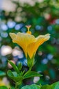 Summer flower Orange Cosmos sulphureus, green background, spring yellow flowers sunny light. garden yellow closeup, thin flowers. Royalty Free Stock Photo
