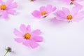 Summer flower pattern. Delicate cosmos pink flowers Royalty Free Stock Photo