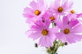 Summer flower pattern. Delicate cosmos pink flowers on white Royalty Free Stock Photo