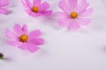 Summer flower pattern. Delicate cosmos pink flowers on white Royalty Free Stock Photo