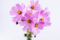 Summer flower pattern. Delicate cosmos pink flowers Royalty Free Stock Photo