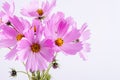 Summer flower pattern. Delicate cosmos pink flowers Royalty Free Stock Photo