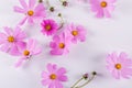 Summer flower pattern. Delicate cosmos pink flowers on white Royalty Free Stock Photo