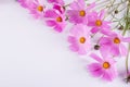 Summer flower pattern. Delicate cosmos pink flowers on white Royalty Free Stock Photo