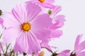 Summer flower pattern. Delicate cosmos pink flowers on white