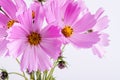 Summer flower pattern. Delicate cosmos pink flowers on white Royalty Free Stock Photo