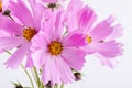 Summer flower pattern. Delicate cosmos pink flowers on white Royalty Free Stock Photo