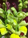 Yellow flowers of antirrhinum. Yellow Antirrhinum majus flower close up Royalty Free Stock Photo