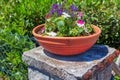 Summer flowerbed Royalty Free Stock Photo