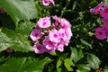 Summer Flowering Bright Pink Perennial or Garden Phlox Phlox paniculata Light Pink Flame `Bareleven Royalty Free Stock Photo