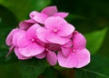 Summer flowering dark pink hydrangea. Blooming rose flowers in the cottage garden at blur background. Royalty Free Stock Photo