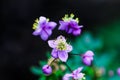 Summer flowering macro of Thalictrum delavayi. Small lilac flower blooms in nature close-up on a blurry backdrop.