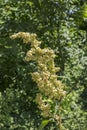 Summer, flowering plants, nature, field array, panorama of the area, sunny day.