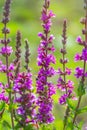 Summer Flowering Purple Loosestrife, Lythrum tomentosum on a green blured background Royalty Free Stock Photo