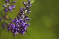 Summer flowering Purple Spiked Speedwell. Field wild flower Veronica close-up on a blurred backdrop. Royalty Free Stock Photo