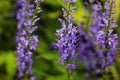 Summer flowering Purple Spiked Speedwell. Field wild flower Veronica close-up on a blurred backdrop. Royalty Free Stock Photo