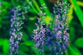 Summer flowering Purple Spiked Speedwell. Field wild flower Veronica close-up on a blurred backdrop. Royalty Free Stock Photo