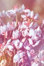 Summer flowering rush blossoms close-up. Swamp or river wild flower Butomus umbellatus close-up. Royalty Free Stock Photo