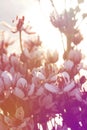 Summer flowering rush blossoms close-up. Swamp or river wild flower Butomus umbellatus close-up. Royalty Free Stock Photo