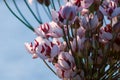 Summer flowering rush blossoms close-up. Swamp or river wild flower Butomus umbellatus close-up. Royalty Free Stock Photo