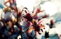 Summer flowering rush blossoms close-up. Swamp or river wild flower Butomus umbellatus close-up. Royalty Free Stock Photo