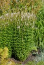 Summer Flowering Veronicastrum virginicum `Album` Culver`s Root at sunny day Royalty Free Stock Photo