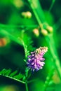 Summer flowering Vicia villosa. Field wild flower fodder vetch close-up on a bokeh backdrop. Royalty Free Stock Photo