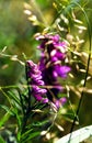 Summer flowering Vicia villosa. Field wild flower fodder vetch close-up on a bokeh backdrop. Royalty Free Stock Photo