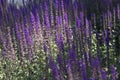 Summer Flowering Wood sage `May Night` Salvia x sylvestris `Mainacht` Growing in a Herbaceous Border in a Country Cottage Ga