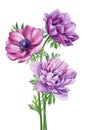 Summer flowers anemones Watercolor painting illustration, Hand drawn botanical Wildflower. Bouquet garden flowers, cards Royalty Free Stock Photo