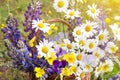 Summer flowers background close up. Beautiful bouquet by florist with daisy, chamomile, lupin and pansy flowers in basket Royalty Free Stock Photo