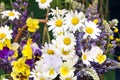 Summer flowers background close up. Beautiful bouquet by florist with daisy, chamomile, lupin and pansy flowers Royalty Free Stock Photo