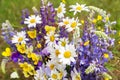 Summer flowers background close up. Beautiful white yellow blue violet purple bouquet by florist with pansy, chamomile, lupin Royalty Free Stock Photo