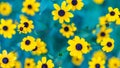 Summer flowers banner. Yellow flowers under sunlight, happy moody blooming close-up Royalty Free Stock Photo