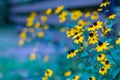 Summer flowers banner. Yellow flowers under sunlight, happy moody blooming close-up Royalty Free Stock Photo