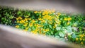 Summer flowers banner. Yellow flowers under sunlight, happy moody blooming close-up Royalty Free Stock Photo