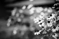 Summer flowers banner. Yellow flowers under sunlight, happy moody blooming close-up in black and white Royalty Free Stock Photo