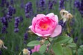 Summer flowers in bloom in a garden