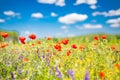 Summer flowers, bright nature field under blue sky with white clouds, idyllic summer landscape Royalty Free Stock Photo