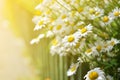 Summer flowers camomile blossoms in garden. Royalty Free Stock Photo