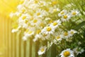 Summer flowers camomile blossoms on meadow. Royalty Free Stock Photo