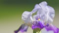 Summer flowers closeup. Bearded iris flower swing on wind in the spring under warm natural sunlight. Close up. Royalty Free Stock Photo