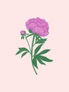 Magenta Peony Illustration Royalty Free Stock Photo