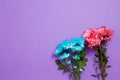 Summer flowers composition isolated on background. Mother and women day. Valentine holidays concept. Top view and copy space. Royalty Free Stock Photo