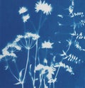 Summer flowers cyanotype blue print. Summer illustration Royalty Free Stock Photo